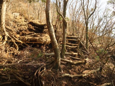 気が付くと樹林帯に入って木の根がある登りになる。この付近からひたすらこういう登りになる