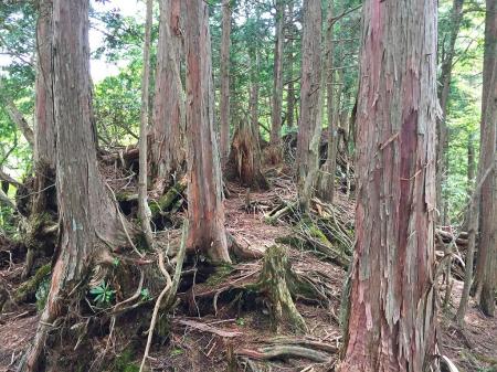 標高1350m付近。根っこ地帯で一旦、楽になります。ただし、もう一登りあるので、ここで休憩をとります。