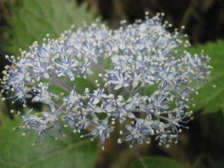 この花の名称なんだっけか！？