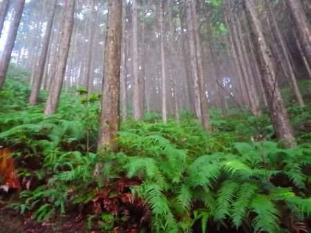 なんかガスってきた。昨日は雨が降ったから朝はガスっているんだろうか！？