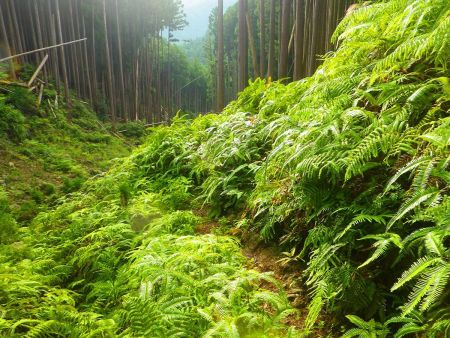 沢を渡ってちょっとわかりにくい登山道。シダ植物に囲まれた登山道はわかりにくい