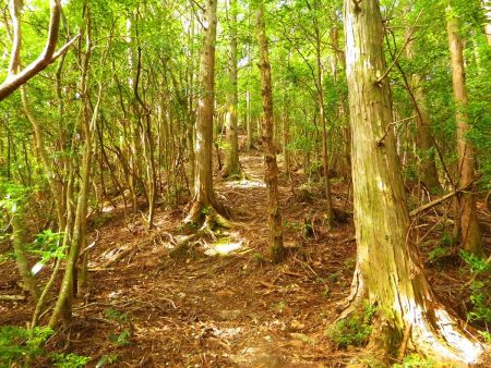 写真ではわかりにくいけど、かなりの登りがひたすら続いた