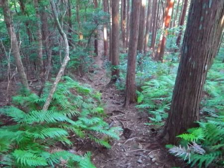 大黒天神岳だけから一旦かなり下らされる。標高からすると140mほどかな！？