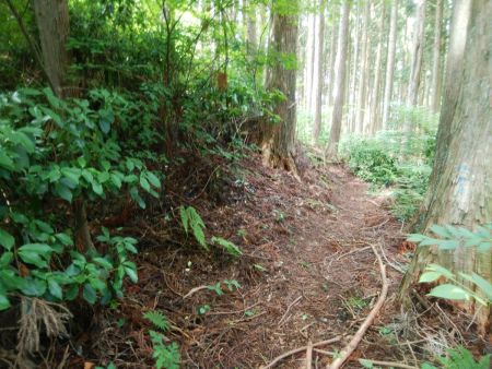登山道らしき踏み跡があった。下山時はここを通っていく