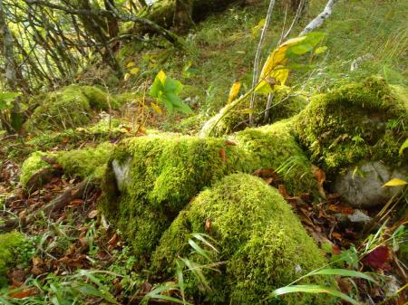苔地帯の撮影