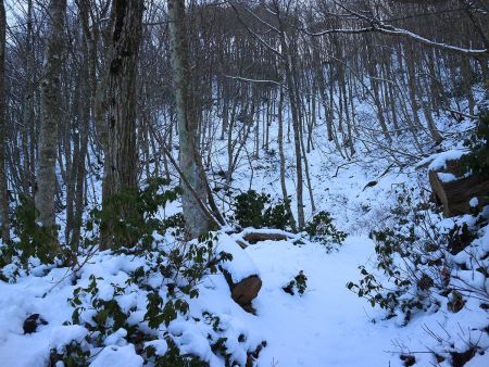 これほど雪があるのに霧氷が全くないのは残念なところだ