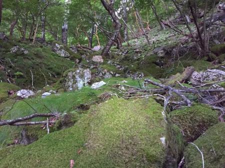 早速の苔地帯