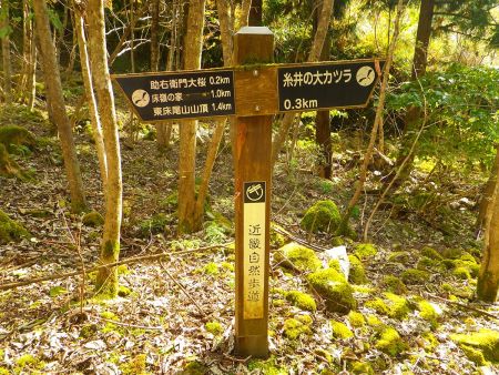 糸井の大カツラまであと0.3kmと近づいてきた