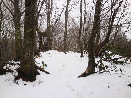 P805地点。完全に登山道が雪山と化した。この付近はズボズボとハマったけど、あまり深くないので大したことはなかった