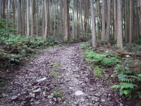 砂利道だけど、基本は沢筋横の道をひたすら登っていく