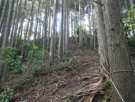 やっと稜線に近づいてきたけど、息が切れてペースダウンしてしまった