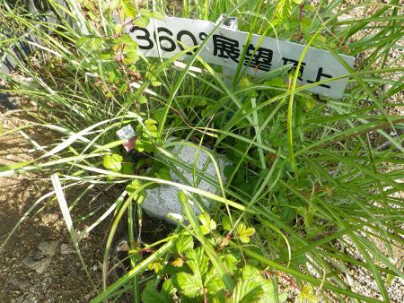 せっかくなので三角点を撮影しておいた。靴が草に隠れて見えてなかった
