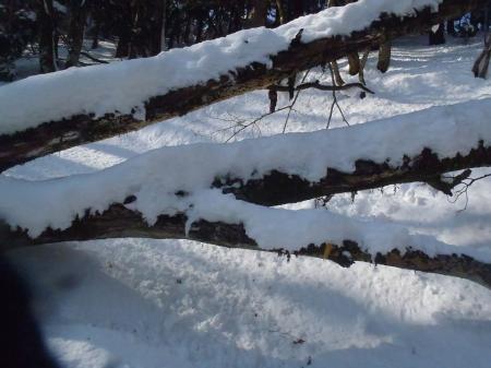 ルート途中に倒れ木など障害物もあり。雪のときはかなりうざい