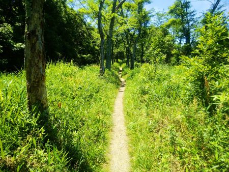 ここはよく知ってる登山道で平坦な道。ここまでくるとあとちょっとで山頂だと知ってた