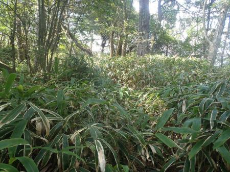 新穂高は人気がないせいか笹薮だらけの道