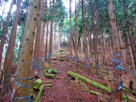 上が明るくなっている。尾根の合流ではなく、ただ右に折れてるだけだけど急登が終わりそう