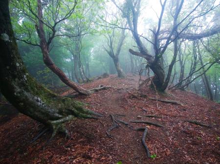 ガスと自然林を撮影してみたけど、やっぱ大峰のような神秘的な感じにはならないね