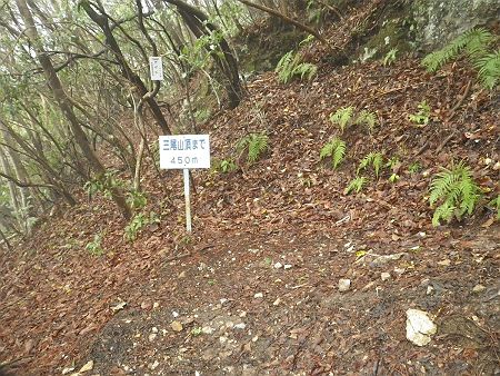 三尾山頂まで450m地点まで登ってきた。見上げると稜線が見えたのであともう少しだとわかった