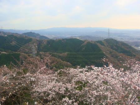展望台より桜を下に眺める。満開だったら桜の海になる