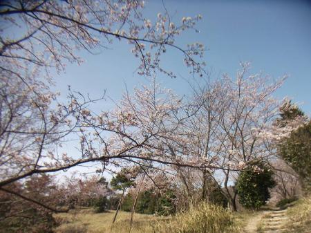 下山は別ルートだけどこっちも桜だらけだった