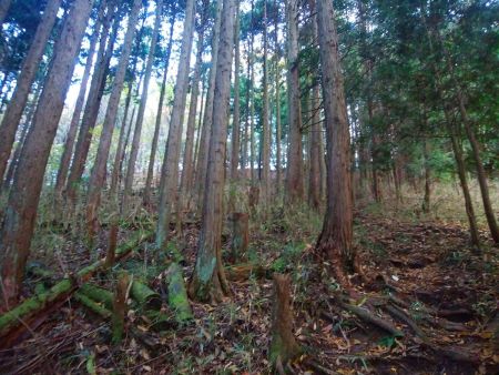 稜線が見えた。まああまりしんどい登りでもないけど・・・