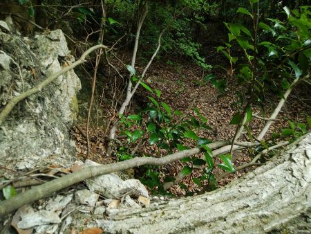 あちこちにトラロープなどがあって斜面を登っていく