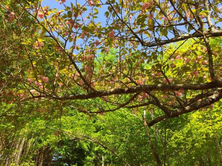 桜？が咲いていたが、ここでは季節外れではない！？