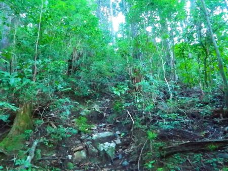 大塔山への登りの序盤は滑りやすくてガレ場や木の根っこの少し急登地帯を登っていく