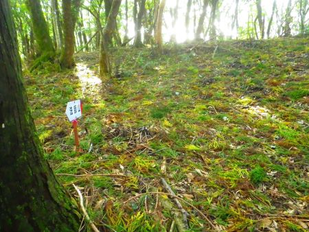 ここで法師山の登山道と合流した。あともう一登りで法師山の山頂なのでがんばろう！