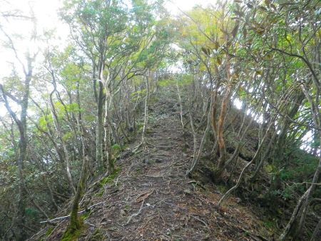 法師山山頂の直下の最後の登り。今度こそ法師山の山頂だと確信できた