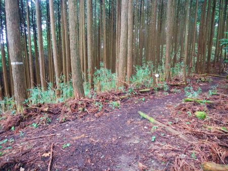 ここで登山道と合流して右へいく