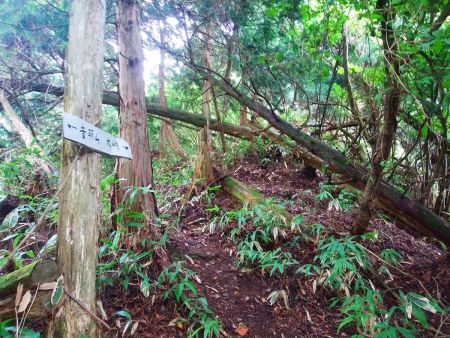 少し荒れたところがあるけど登山道は踏み跡がしっかりあって歩きやすい