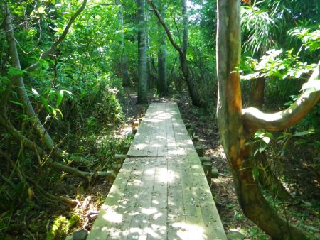 登山道は整備されていて木道とかかなり歩きやすい