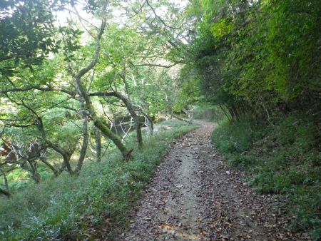 なだらかな登山道をひたすら歩いていくんだけど、注意しなければならないのはどこかで尾根に乗らないといけない