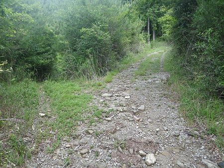 ここで分岐があるけど、地図を確認すると手前の分岐だと思われるのでここではない