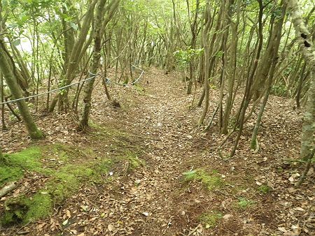 写真では伝わりにくいが、洞ヶ山の直下はかなりの急斜面になっている。下るのも大変だったけど、これを登りたくなかったんよね