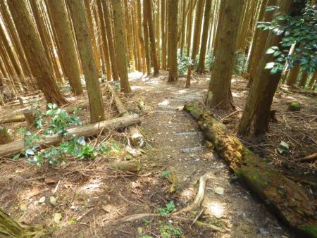下山の登山道もよく整備されているけど、この階段は滑りやすいので慎重に下って行かないと転倒しそうになる