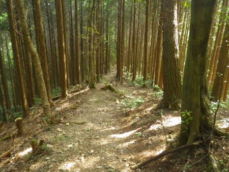 それにしても何もない登山道だと思いながら下っていくけど風が吹かないので暑い