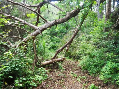 かなり荒れた道になってきたが踏み跡もあるし、方角は正しいので進んでいく