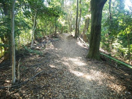 ここからはまったりした登山道が続いていて楽だった