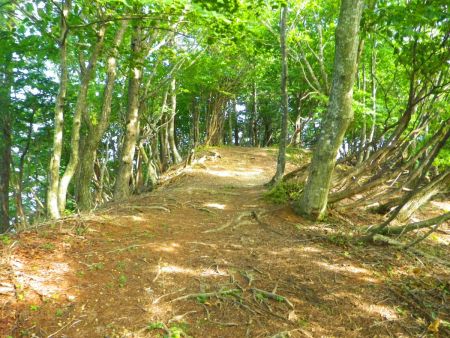 尾根道を登っていくがなだらかで登りやすい