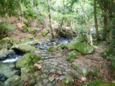 あまり綺麗な沢でもないし見所もないけど歩いていて涼しいのでよかった