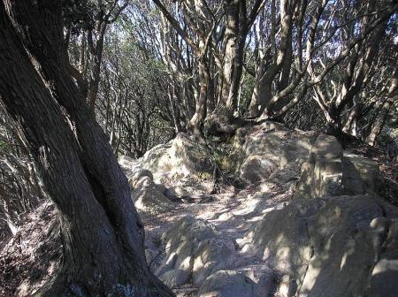 この付近の登山道からは岩場が多くなる