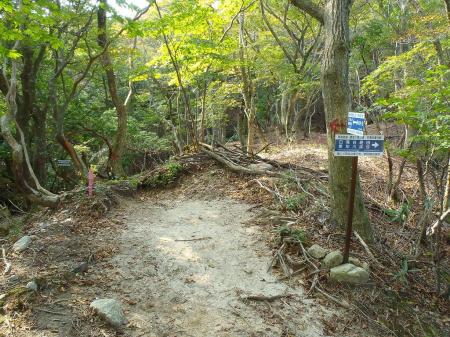 ここで分岐だけど、とにかくハト峰のほうへ向かうので直進
