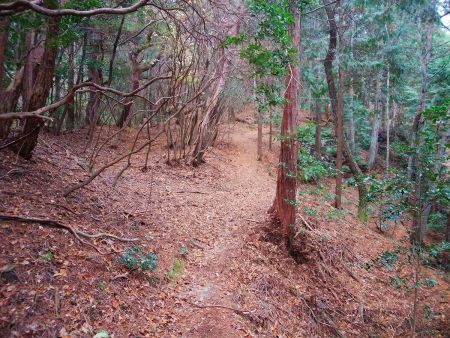 ここからこういう何もない樹林帯の中の道が続く
