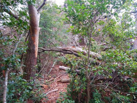 山頂手前はかなり荒れていた