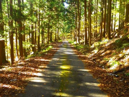 それにしても御池林道も面白みのない道なので歩いていて暇だった