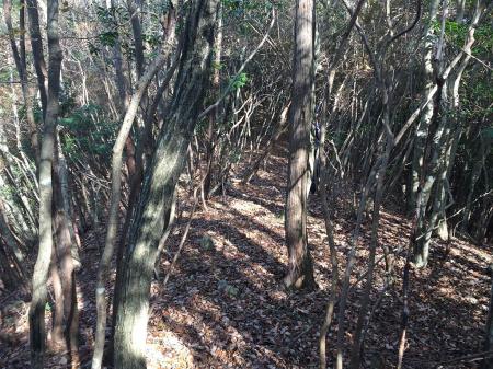 ずっと展望のきかない尾根