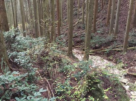 沢筋を歩く