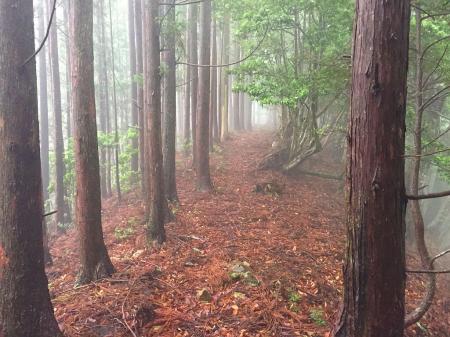トサカ尾根は細尾根で最初は歩きやすかったが